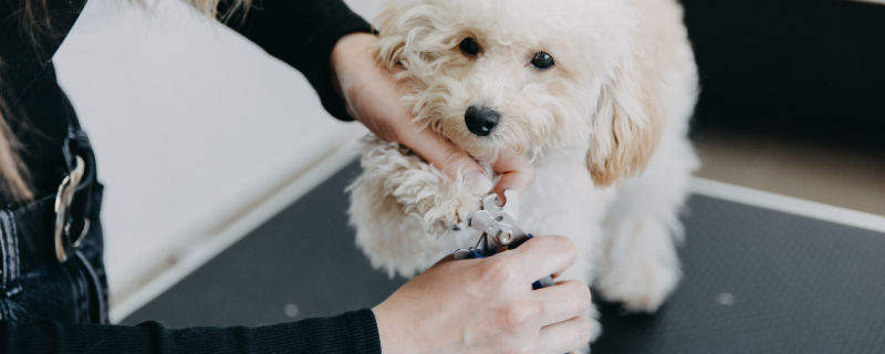 Comment choisir un métier animalier pour votre reconversion ?